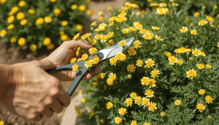 Euryops pectinatus : Guide complet de plantation et entretien