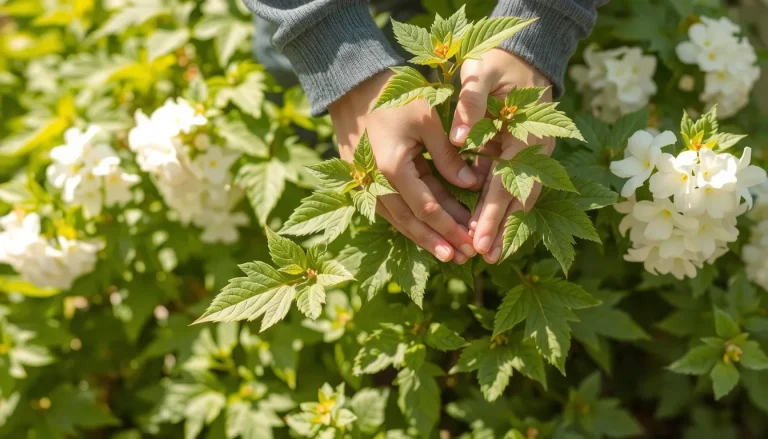 Solanum : guide complet de plantation, entretien et taille